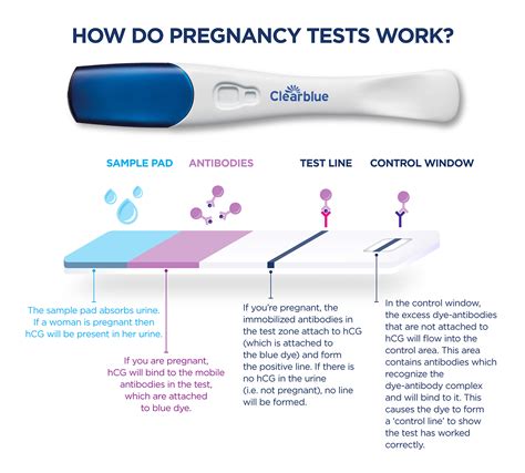 not taking pregnancy test in the afternoon